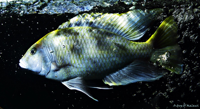 Nimbochromis venustus